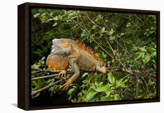 Green Iguana in a Tree in Costa Rica-Paul Souders-Framed Premier Image Canvas