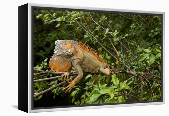 Green Iguana in a Tree in Costa Rica-Paul Souders-Framed Premier Image Canvas