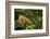 Green Iguana in a Tree in Costa Rica-Paul Souders-Framed Photographic Print