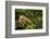 Green Iguana in a Tree in Costa Rica-Paul Souders-Framed Photographic Print