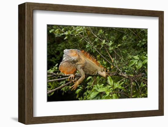 Green Iguana in a Tree in Costa Rica-Paul Souders-Framed Photographic Print