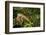 Green Iguana in a Tree in Costa Rica-Paul Souders-Framed Photographic Print