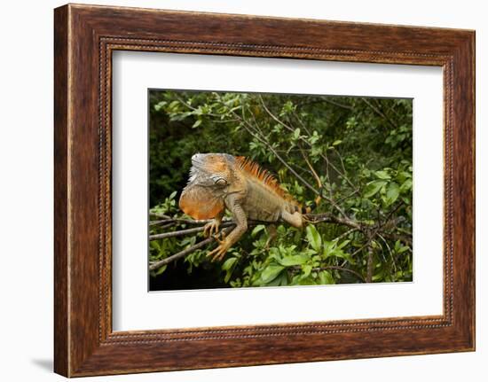 Green Iguana in a Tree in Costa Rica-Paul Souders-Framed Photographic Print