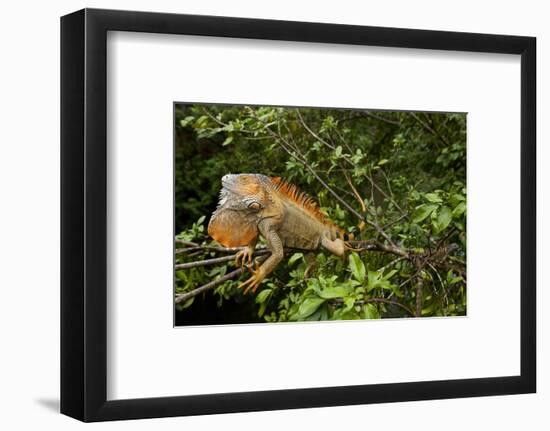 Green Iguana in a Tree in Costa Rica-Paul Souders-Framed Photographic Print