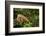 Green Iguana in a Tree in Costa Rica-Paul Souders-Framed Photographic Print