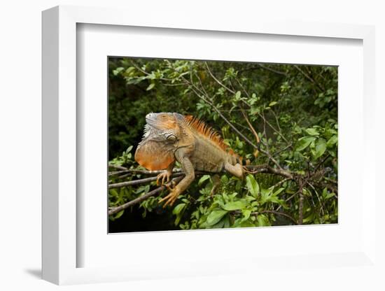 Green Iguana in a Tree in Costa Rica-Paul Souders-Framed Photographic Print