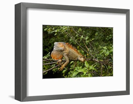 Green Iguana in a Tree in Costa Rica-Paul Souders-Framed Photographic Print