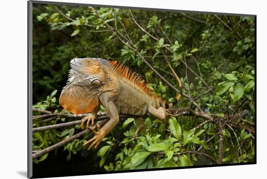 Green Iguana in a Tree in Costa Rica-Paul Souders-Mounted Photographic Print