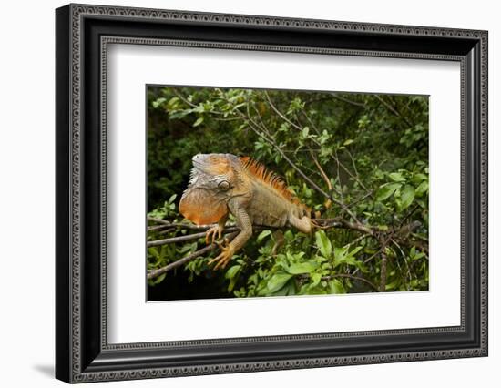 Green Iguana in a Tree in Costa Rica-Paul Souders-Framed Photographic Print