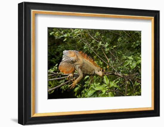 Green Iguana in a Tree in Costa Rica-Paul Souders-Framed Photographic Print