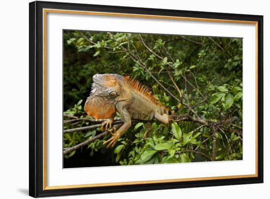 Green Iguana in a Tree in Costa Rica-Paul Souders-Framed Photographic Print