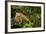 Green Iguana in a Tree in Costa Rica-Paul Souders-Framed Photographic Print