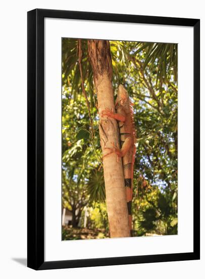 Green Iguana, Roatan, Honduras-Stuart Westmorland-Framed Photographic Print