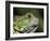 Green Iguana, San Iguacio, Belize-Jane Sweeney-Framed Photographic Print