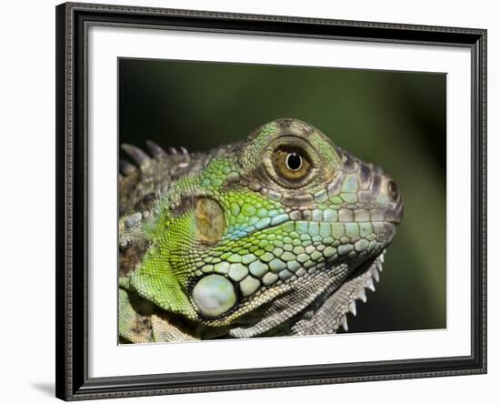 Green Iguana, San Iguacio, Belize-Jane Sweeney-Framed Photographic Print