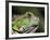 Green Iguana, San Iguacio, Belize-Jane Sweeney-Framed Photographic Print