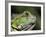 Green Iguana, San Iguacio, Belize-Jane Sweeney-Framed Photographic Print