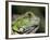 Green Iguana, San Iguacio, Belize-Jane Sweeney-Framed Photographic Print