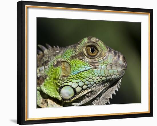 Green Iguana, San Iguacio, Belize-Jane Sweeney-Framed Photographic Print