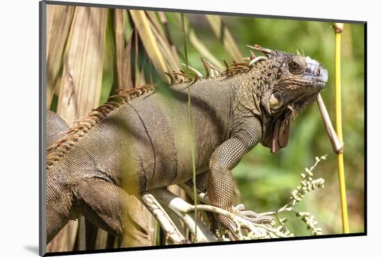 Green Iguana. Sarapiqui. Costa Rica. Central America-Tom Norring-Mounted Photographic Print