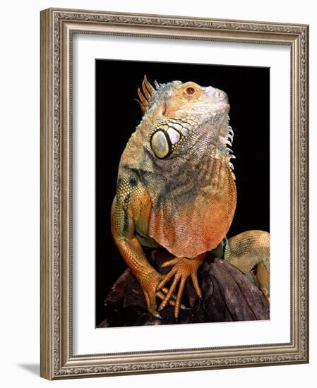 Green Iguana-David Northcott-Framed Photographic Print