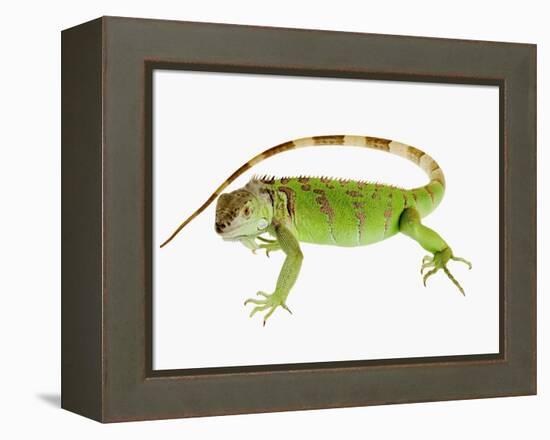 Green Iguana-Martin Harvey-Framed Premier Image Canvas