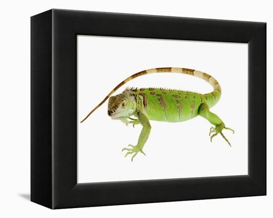 Green Iguana-Martin Harvey-Framed Premier Image Canvas