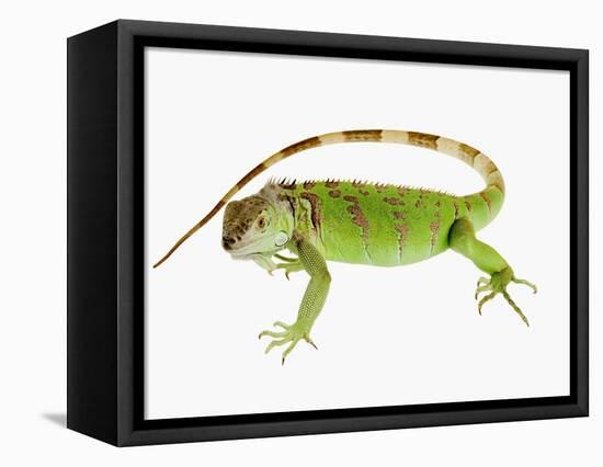 Green Iguana-Martin Harvey-Framed Premier Image Canvas