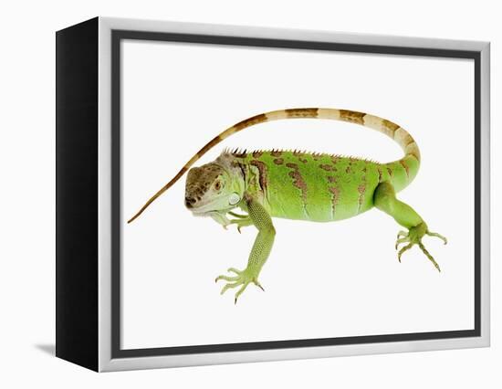 Green Iguana-Martin Harvey-Framed Premier Image Canvas