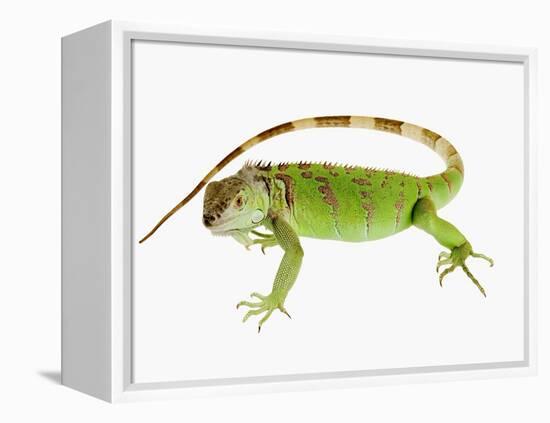 Green Iguana-Martin Harvey-Framed Premier Image Canvas