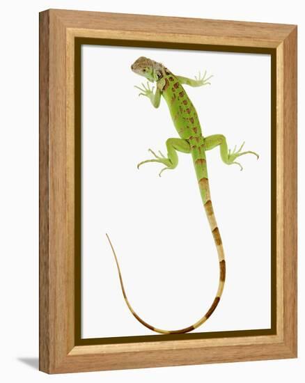 Green Iguana-Martin Harvey-Framed Premier Image Canvas