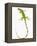 Green Iguana-Martin Harvey-Framed Premier Image Canvas