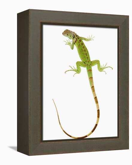 Green Iguana-Martin Harvey-Framed Premier Image Canvas