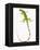 Green Iguana-Martin Harvey-Framed Premier Image Canvas