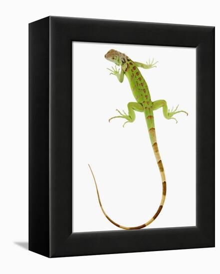 Green Iguana-Martin Harvey-Framed Premier Image Canvas