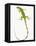 Green Iguana-Martin Harvey-Framed Premier Image Canvas