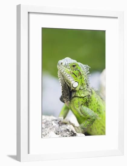 Green Iguana-Georgette Douwma-Framed Photographic Print