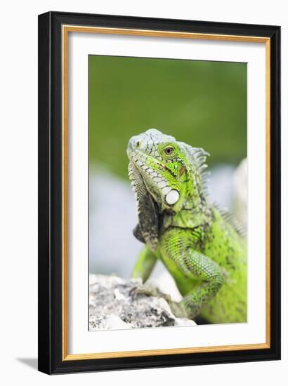 Green Iguana-Georgette Douwma-Framed Photographic Print