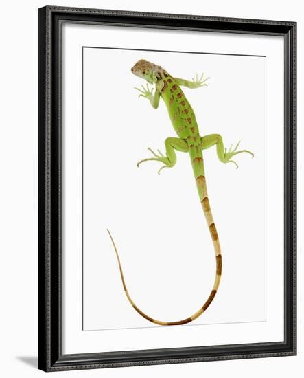 Green Iguana-Martin Harvey-Framed Photographic Print