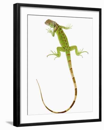 Green Iguana-Martin Harvey-Framed Photographic Print