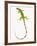 Green Iguana-Martin Harvey-Framed Photographic Print