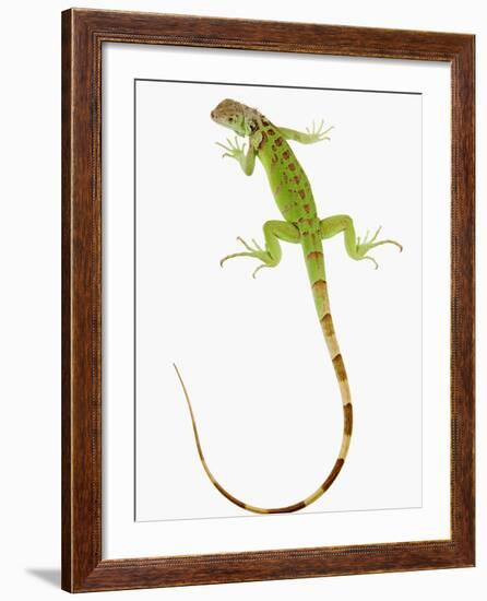 Green Iguana-Martin Harvey-Framed Photographic Print