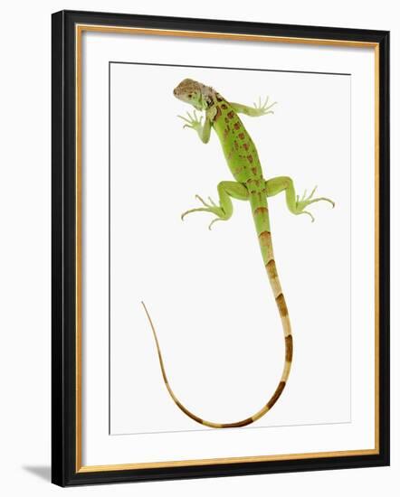 Green Iguana-Martin Harvey-Framed Photographic Print