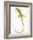 Green Iguana-Martin Harvey-Framed Photographic Print