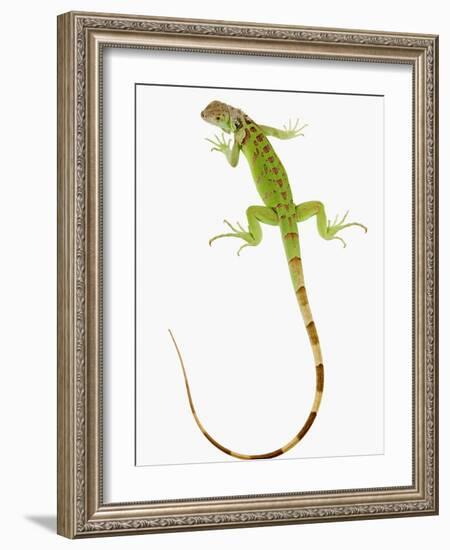 Green Iguana-Martin Harvey-Framed Photographic Print