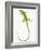 Green Iguana-Martin Harvey-Framed Photographic Print