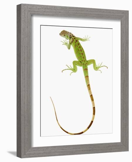 Green Iguana-Martin Harvey-Framed Photographic Print