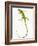 Green Iguana-Martin Harvey-Framed Photographic Print