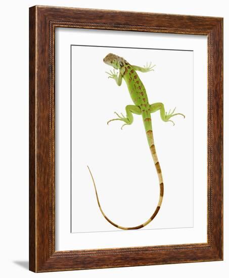 Green Iguana-Martin Harvey-Framed Photographic Print