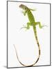 Green Iguana-Martin Harvey-Mounted Photographic Print